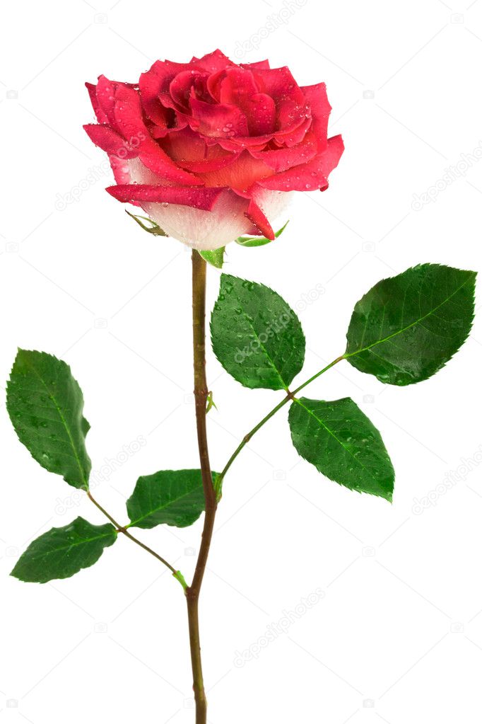 Single scarlet rose