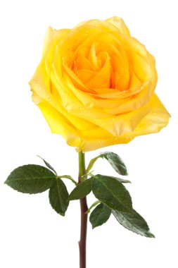 Yellow rose clipart