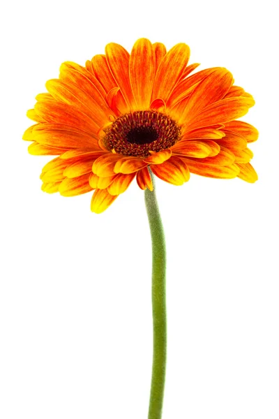 美丽明亮的非洲菊 — 图库照片