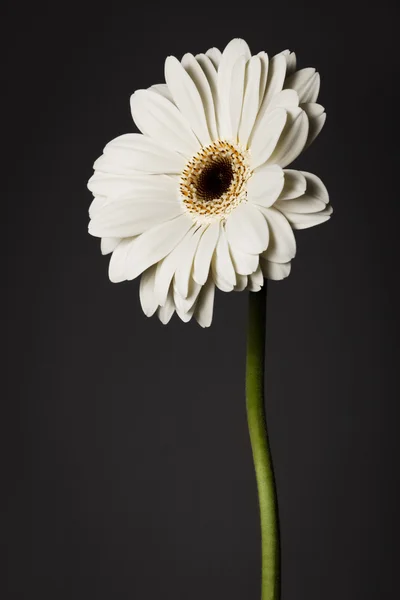 Gerber branco bonito — Fotografia de Stock