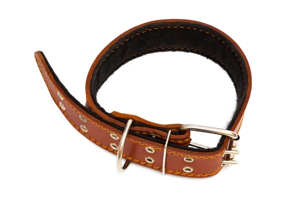 Leather dog collar — Stock Photo, Image