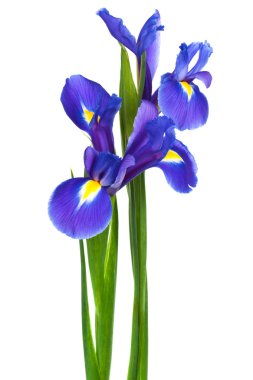 Two iris clipart