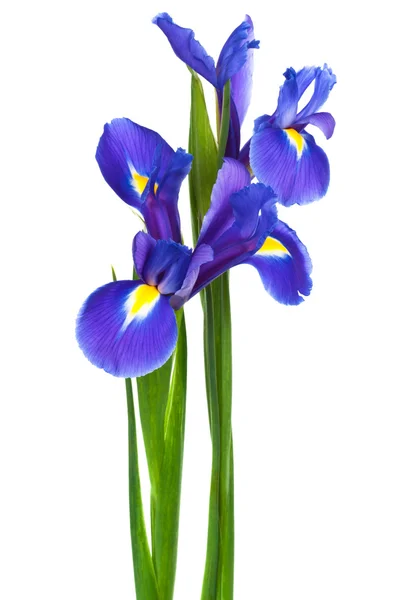 Two iris — Stock Photo, Image