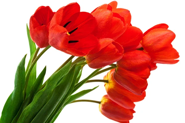 Ramo de tulipanes — Foto de Stock