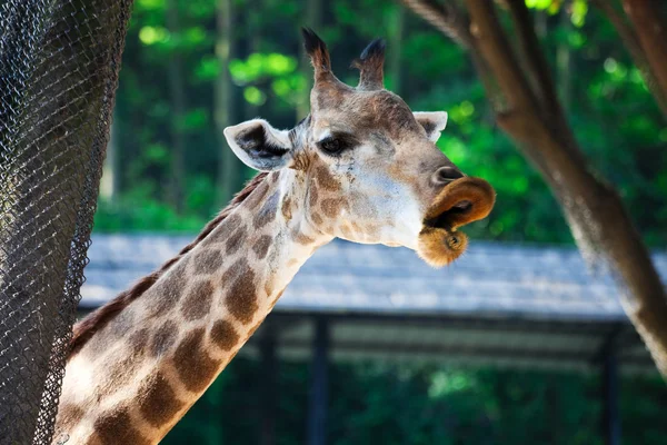 Usmívající se žirafa — Stock fotografie
