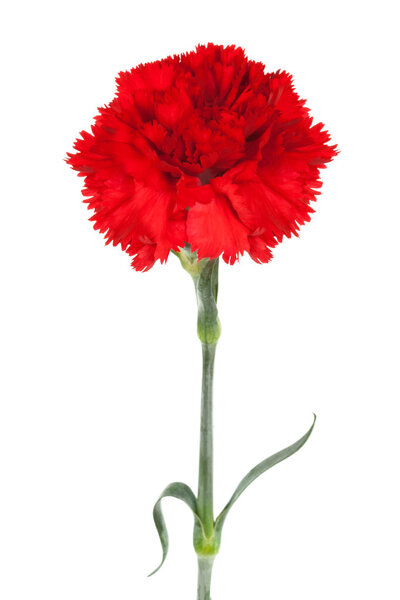 Red carnation
