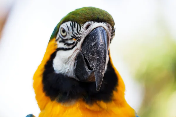 Głowa papuga — Zdjęcie stockowe