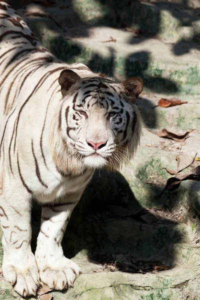 Wilder weißer Tiger — Stockfoto