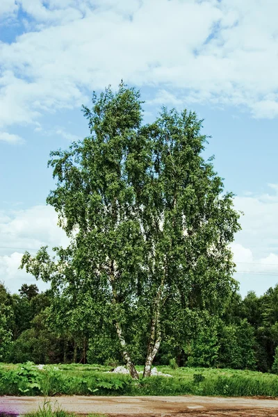 Betula летом — стоковое фото