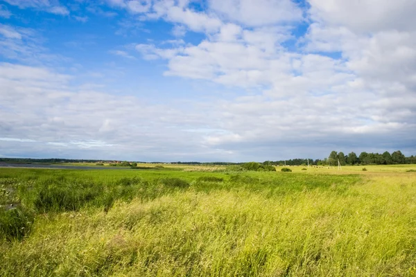 Summer landscape - Sunny field — Stock Photo, Image