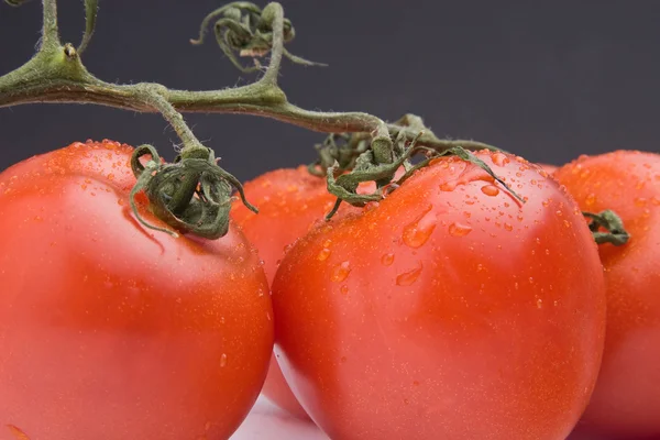Verse tomaten met branch — Stockfoto