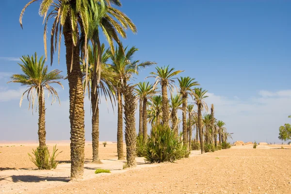 Palme nel deserto - Marocco — Foto Stock