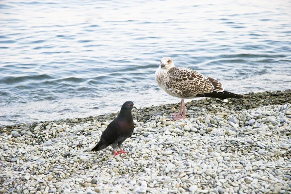 Sea-gull — Stock Photo, Image