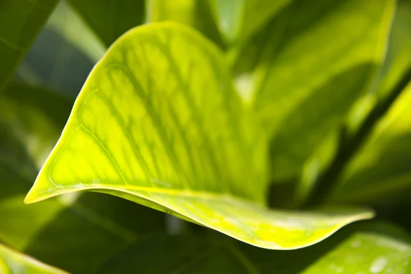 Groene plant — Stockfoto