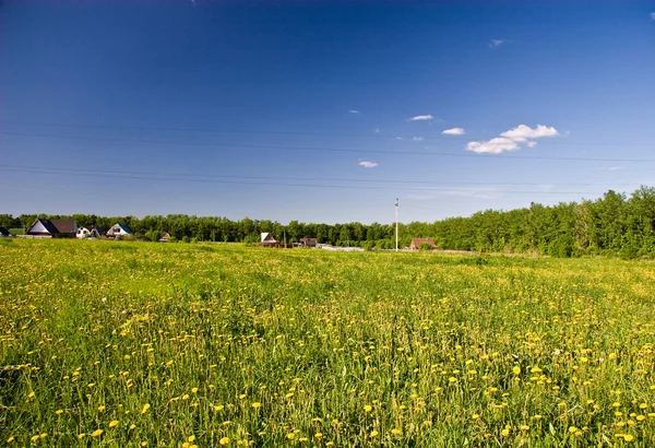 Summer field — Stock Photo, Image