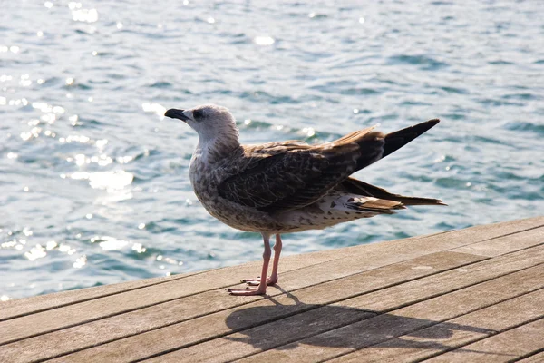 Seagulls at Barcelona Port — Stock Photo, Image