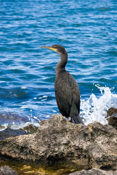 Kormorane in Ibiza, Spanien — Stockfoto