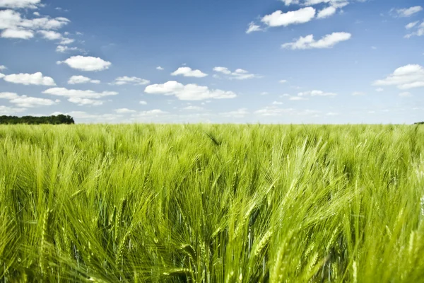 Summer Colorful Wheat Field — Stock Photo, Image
