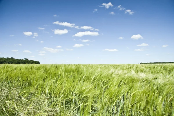 Summer Colorful Wheat Field — Stock Photo, Image