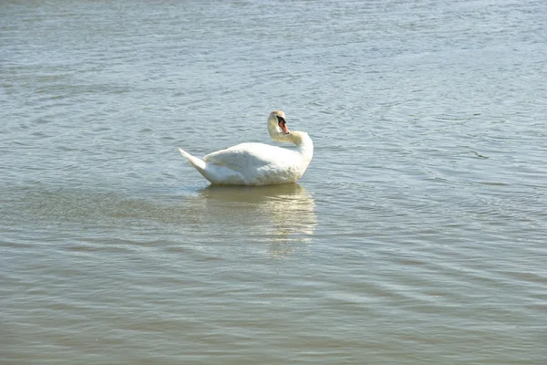 Лебедь на озере — стоковое фото
