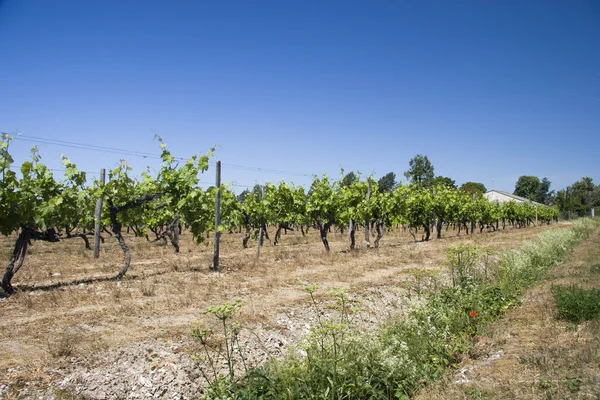 Wijngaarden in de zomer — Stockfoto