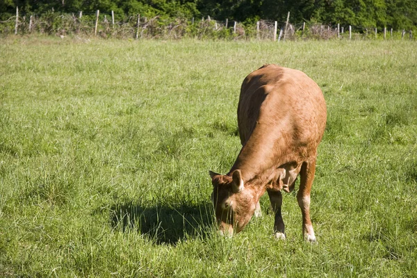 stock image Cows on the meadow