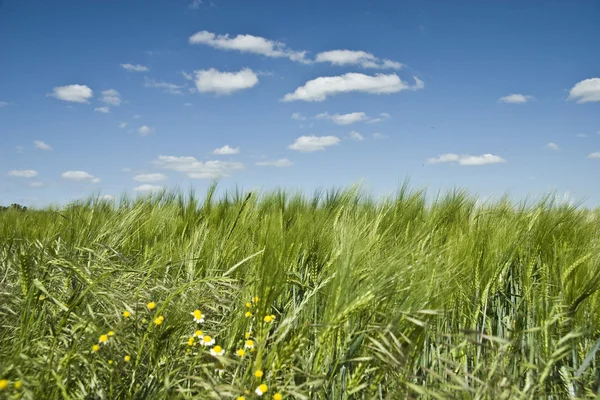 Yaz renkli buğday alanı — Stok fotoğraf