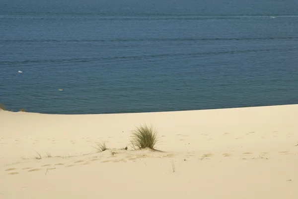 靠近大海的沙漠沙丘 — 图库照片