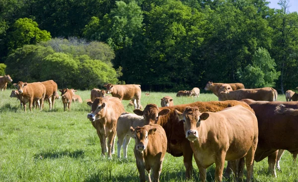 stock image Cows on the meadow