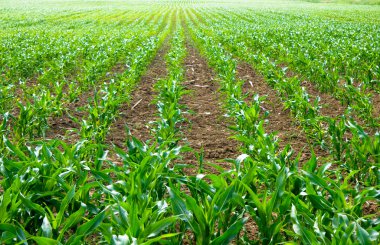 Maize field clipart