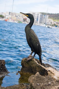 Cormorants in Ibiza, Spain clipart