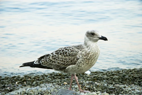 stock image Sea-gull