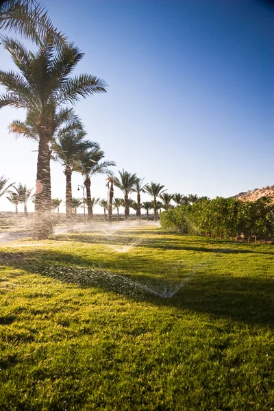 stock image Lawn at sunshine