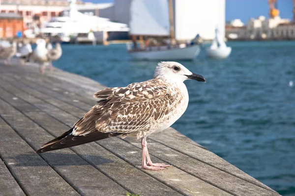 Seagulls at Barcelona Port — Stock Photo, Image
