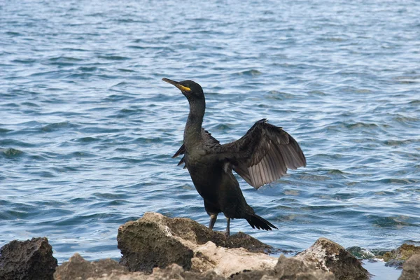 stock image Cormorants in Ibiza, Spain