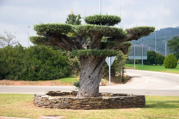 在瓦伦西亚，西班牙在十字路口上棵美丽的树 — 图库照片