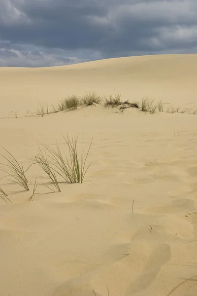 Dunes du désert — Photo