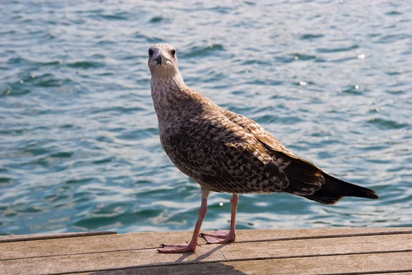 Чайки в порту Барселоны — стоковое фото