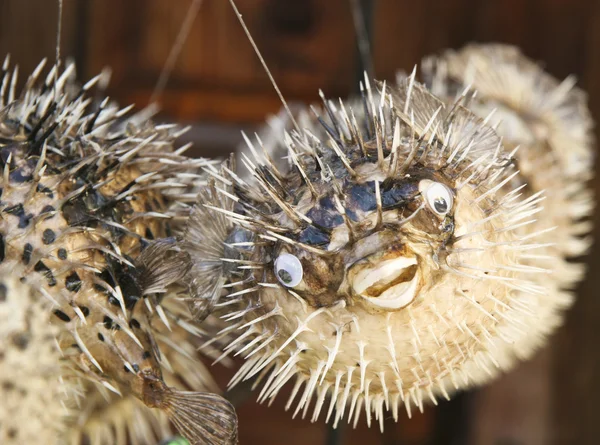 stock image Fish souvenir