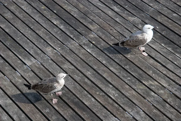 Чайки в порту Барселоны — стоковое фото