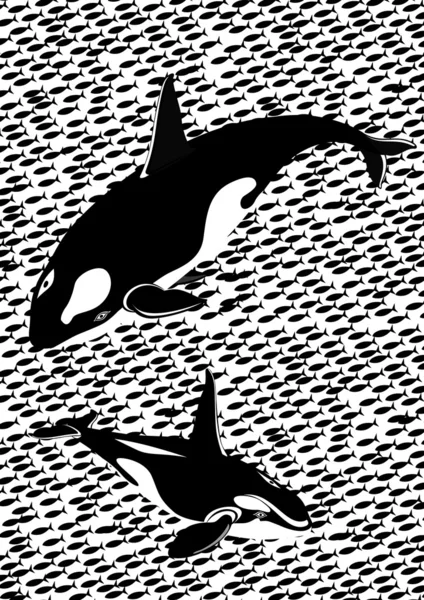 Balene assassine in mare — Vettoriale Stock