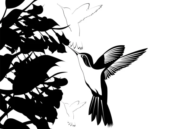 Sinek kuşları — Stok Vektör