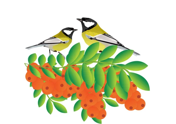 Tits on a branch with sea buckthorn — Stock Vector