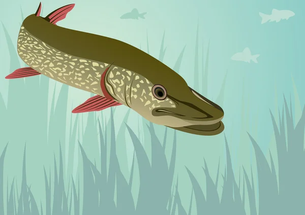 Pike in the lake — Stock Vector