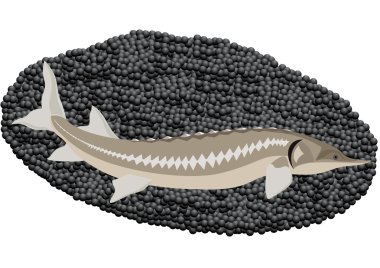 Sturgeon and caviar clipart