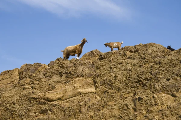 stock image Goats on the rock