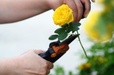 Women Cut Roses In Garden clipart