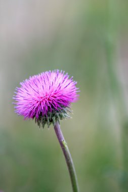 Thistle çiçek kadar yakın