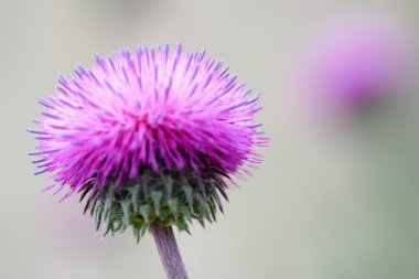 Thistle Flower Up Close clipart