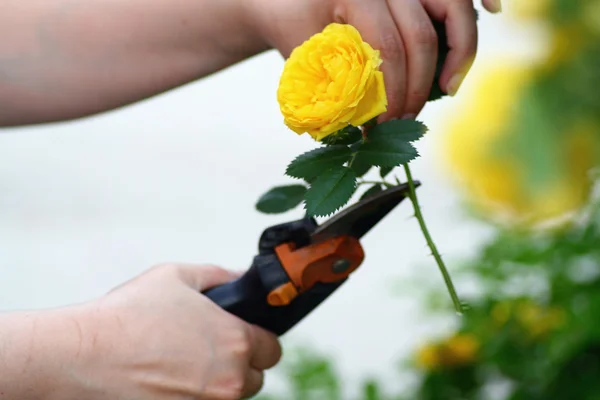 stock image Women Cut Roses In Garden